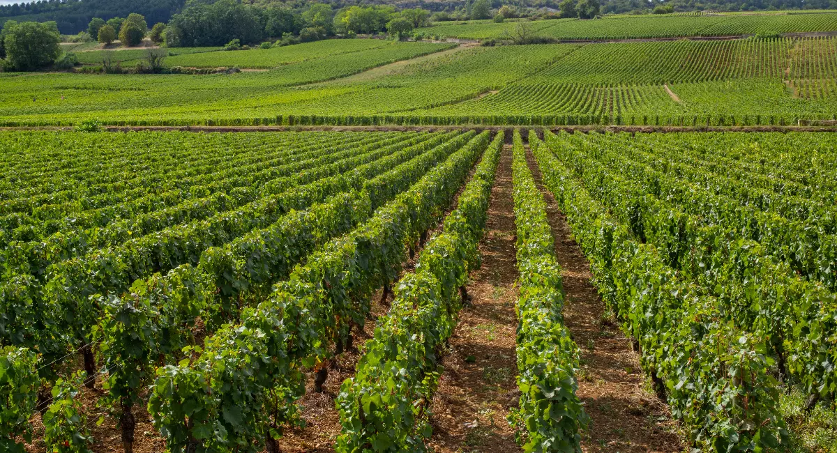 Burgundy wines